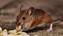 24 Hour & Emergency Exterminators in Belle Valley, PA